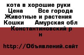 кота в хорошие руки › Цена ­ 0 - Все города Животные и растения » Кошки   . Амурская обл.,Константиновский р-н